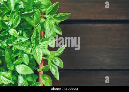 Frischem Basilikum Pflanze wächst im Blumentopf auf hölzernen Hintergrund. Draufsicht mit allerlei Textfreiraum Stockfoto