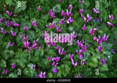 Ein Büschel von Alpenveilchen-Blüten im Frühling UK Stockfoto