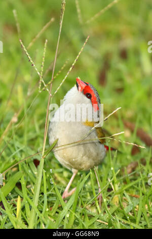 Ein rot-browed Firetail für Samen zu erreichen. Stockfoto