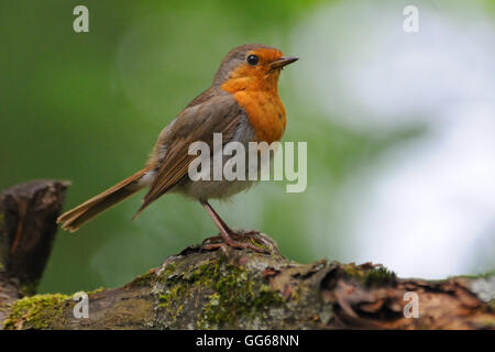 Rotkehlchen (Erithacus Rubecula) am Baumstamm hocken. Moscow Region, Russland Stockfoto