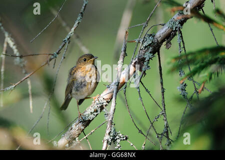 Juvenile Rotkehlchen (Erithacus Rubecula) hocken im Tannenwald. Jaroslawl, Russland Stockfoto