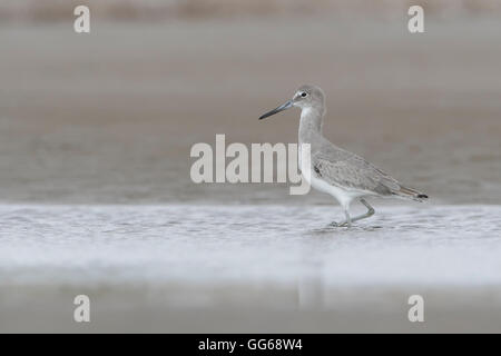 Willett (Tringa Semipalmata) stehen im flachen Wasser, Bolivar Peninsula, Texas, USA Stockfoto