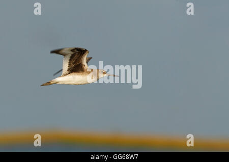 Willett (Tringa Semipalmata) fliegen, Bolivar Peninsula, Texas, USA Stockfoto