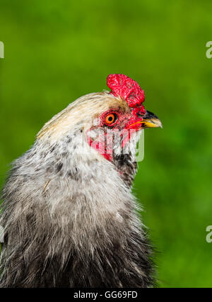 Hahn Ameraucana americana Stockfoto