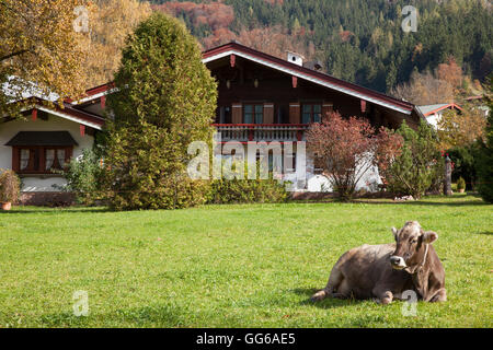 Braune Rinder, Oberbayern Stockfoto