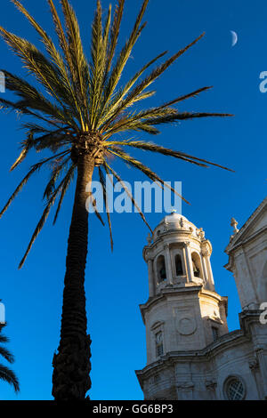 Kathedrale, Palmen und Mond Halbmond, Plaza De La Catedral, Cádiz, Andalusien, Spanien Stockfoto