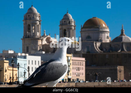 Eine Möwe dominiert im Vordergrund, darüber hinaus, die Catedral de Santa Cruz aus Calle Campo del Sur, Cádiz, Andalusien, Spanien Stockfoto