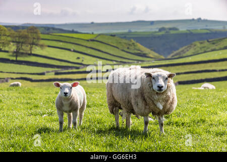 Schaf und Lamm über Cressbrook Dale, typische Frühlingslandschaft im White Peak, Litton, Peak District in Derbyshire, England, UK Stockfoto