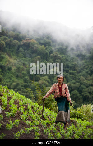 Eine Frau, die arbeitet in Erbse Feld in Nord-Ost-Indien, Indien, Asien Stockfoto