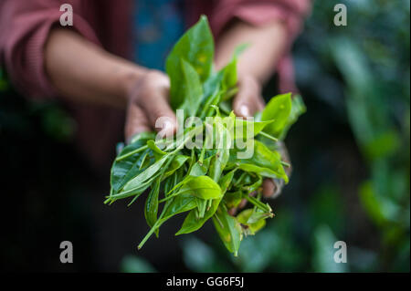 Eine Mädchen sammelt Teeblätter im Bundesstaat Meghalaya in Nord-Ost-Indien, Indien, Asien Stockfoto