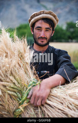 Ein Bauer hält ein frisch geschnittenen Bündel von Weizen im Panjshir-Tal, Afghanistan, Asien Stockfoto