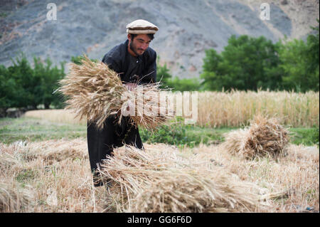 Ein Bauer hält ein frisch geschnittenen Bündel von Weizen im Panjshir-Tal, Afghanistan, Asien Stockfoto