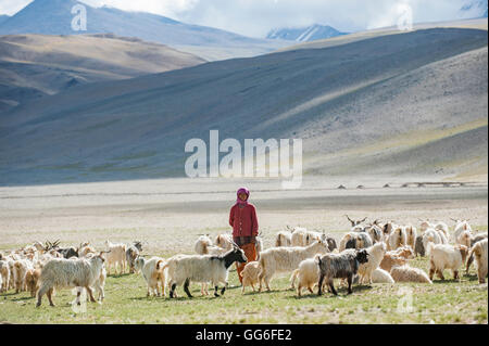 Nomad Frau sammelt ihre Herde die Milch zu sammeln und Bürsten sie zum Extrahieren von Wolle, abgelegenen Himalaya-Region Ladakh, Indien Stockfoto