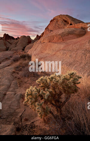 Kakteen und Sandstein-Formationen im Morgengrauen, Valley Of Fire State Park, Nevada, Vereinigte Staaten, Nordamerika Stockfoto