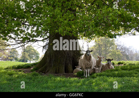 Schafe und Lämmer unter Schatten der Eiche, Chipping Campden, Cotswolds, Gloucestershire, England, Vereinigtes Königreich, Europa Stockfoto