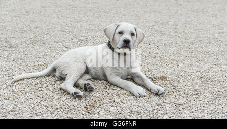 Labrador-Welpe auf dem Boden liegend und sieht süß - treuer Hund Stockfoto