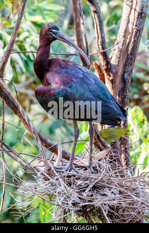 Nahaufnahme eines stehenden Sichler in seinem Nest. Stockfoto