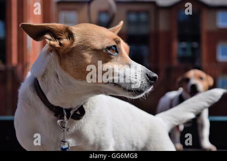 Jack Russell in Banbury, UK Stockfoto