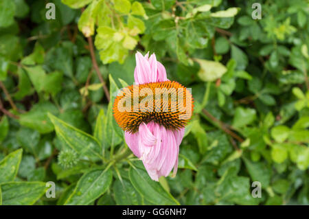 Beispiel für genetische Mutation, die zu einem siamesischen Blumen oder Fasciation in eine Blume von Echinacea Purpurea (Sonnenhut) Stockfoto