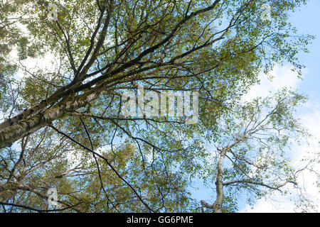 Birke Baum Blatt Maßwerk Stockfoto