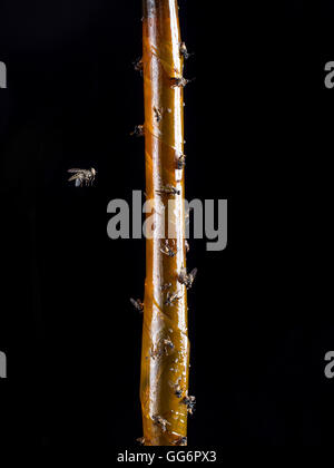 Fliegen Sie, nähert sich Flypaper mit toten Fliegen erschossen auf schwarzem Hintergrund Stockfoto