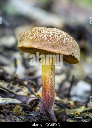 Bucht Steinpilzen Pilzzucht im Wald Stockfoto