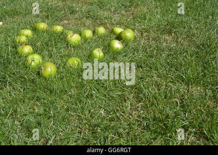 grüne Äpfel in der Form eines Herzens von einem Apfelbaum im Garten gefallen Stockfoto