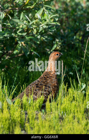 Nome, Alaska Sehenswürdigkeiten entlang den Bob Blodgett Nome-Teller Autobahn (aka Teller Road) Willow Ptarmigan im Sommer Gefieder. Stockfoto