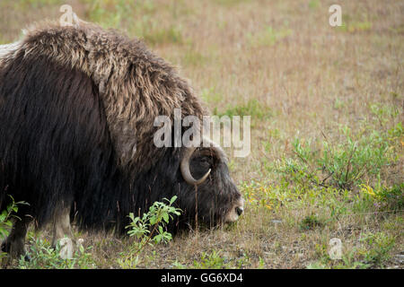 Nome in Alaska, Seward-Halbinsel. Moschusochsen (Wild: Ovibos Moschatus) Stockfoto