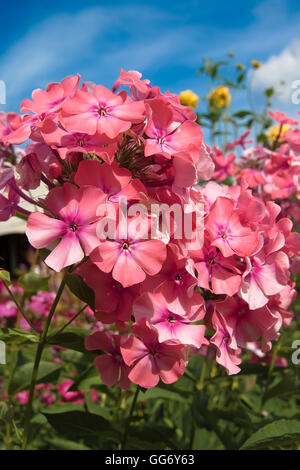 Phlox - zart rosa Blumen auf einem Hintergrund von klaren, blauen Himmel und goldene Kugeln Stockfoto