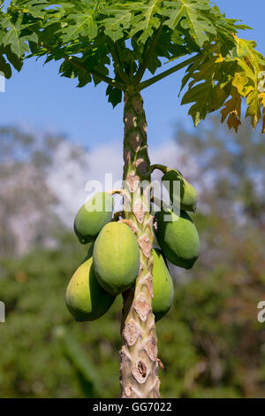 Papaya-Früchte am Baum hängen. Carica Papaya, manchmal genannt Papaya Stockfoto