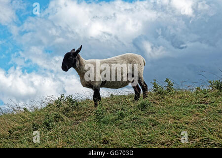 schwarze Schafe am Hang im Sommer konfrontiert Stockfoto