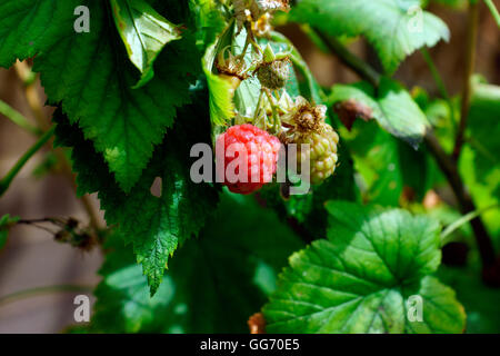 REIFE UND UNREIFE HIMBEERE Stockfoto