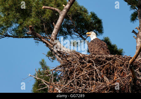 Adult Weißkopfseeadler im Nest um Hilfe rufen Stockfoto