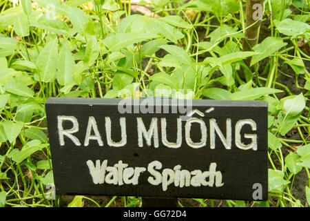 Wasser-Spinat-Sämlinge wachsen in Vietnam. Lokaler Name ist Rau Muong. Stockfoto