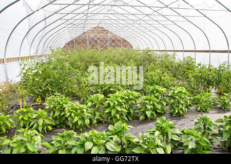 Aubergine & Tomaten wachsen im Tunnel. Stockfoto