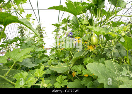 Spaghetti Squash wächst, blüht im Tunnel, Hopfenpflanzen im Hintergrund. Stockfoto