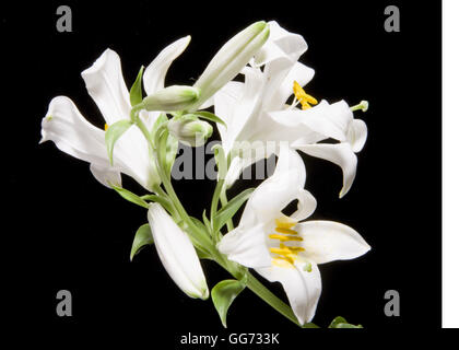 Lilie Blumen auf schwarz Stockfoto