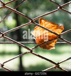 Totes Blatt rostigen Metallzaun net hängen. Herbst-Hintergrund. Stockfoto