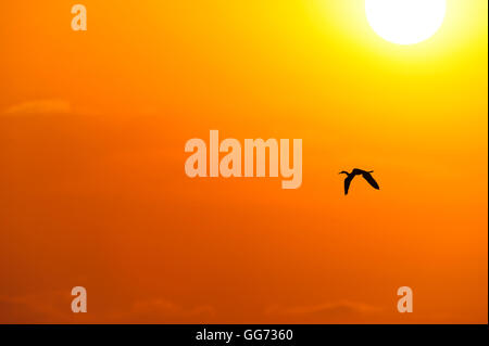Vogel-Silhouette-Sonnenuntergang ist ein einzelner Vogel fliegt mit einer glühenden surreale Sonne im Hintergrund. Stockfoto