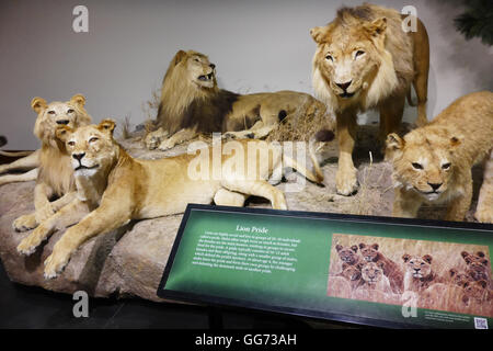 Ausstellung auf dem Monte L. Bean Life Science Museum auf dem Campus der Brigham Young University in Provo, Utah. Stockfoto