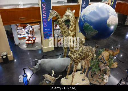 Ansicht des Atriums in Monte L. Bean Life Science Museum auf dem Campus der Brigham Young University in Provo, Utah. Stockfoto