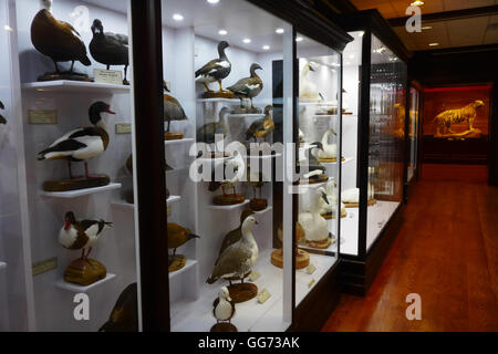 Ausstellung auf dem Monte L. Bean Life Science Museum auf dem Campus der Brigham Young University in Provo, Utah. Stockfoto