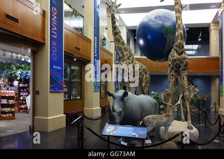 Ansicht des Atriums in Monte L. Bean Life Science Museum auf dem Campus der Brigham Young University in Provo, Utah. Stockfoto