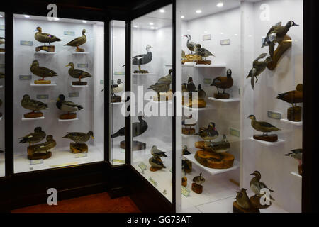 Ausstellung auf dem Monte L. Bean Life Science Museum auf dem Campus der Brigham Young University in Provo, Utah. Stockfoto