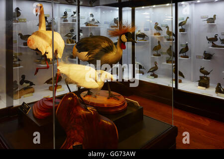 Ausstellung auf dem Monte L. Bean Life Science Museum auf dem Campus der Brigham Young University in Provo, Utah. Stockfoto