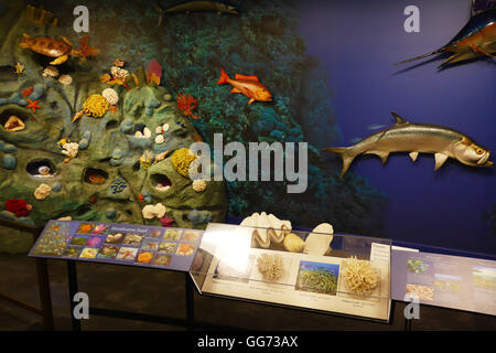 Ausstellung auf dem Monte L. Bean Life Science Museum auf dem Campus der Brigham Young University in Provo, Utah. Stockfoto