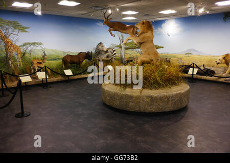 Ausstellung auf dem Monte L. Bean Life Science Museum auf dem Campus der Brigham Young University in Provo, Utah. Stockfoto