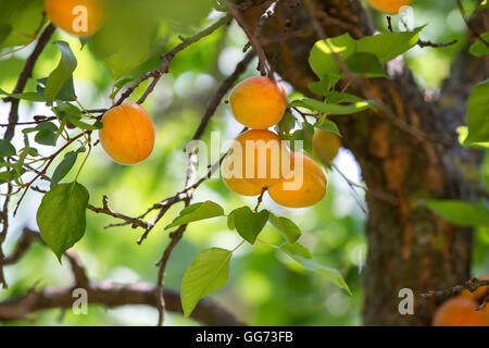 Reife Aprikosen auf Baum vor der Ernte Stockfoto