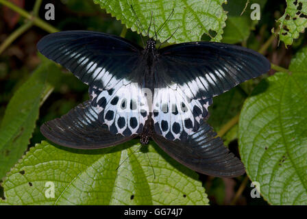 Das Bild des blauen Mormone Schmetterling (Papilio Polymnestor) Paarung in Matheran, Indien Stockfoto